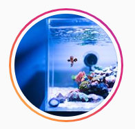 kimisreef fish tank