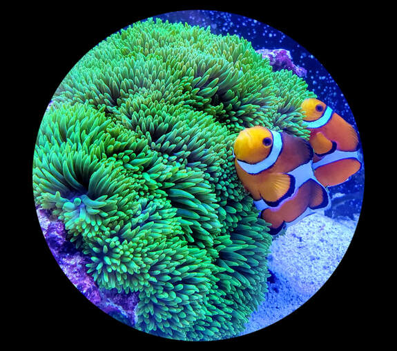 carpet anemone and clown fish